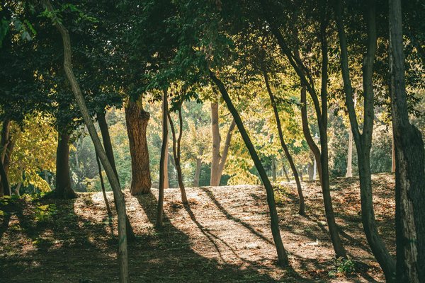 Comment optimiser ses courses pour une alimentation saine et minceur idéale